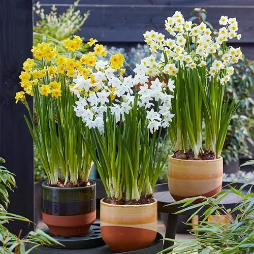 Narzissen Zwiebeln Winterhart Mehrjährig - Osterglocken Tazetta Frühling | 25 Blumenzwiebeln, Duftende Pflanzen aus Holland, für Garten und Topf (keine Samen, nicht künstlich)