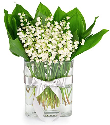 4 StüCk MaiglöCkchen Zwiebeln Kaufen Pflanzen Winterhart Zimmerpflanzen Winterharte Stauden Blumen Balkon Exotische Blumenzwiebeln FrüHblüHer Geschenk Blumenzwiebel Flowers