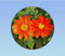 20 graines de Tithonia - Tournesol Mexicain - Tithonia rotundifolia - Tournesol mexicain de la flamme