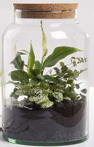 degawo Halboffenes Terrarium 7L - Recyceltes Glas mit Korkdeckel, Ø 19,5x30 cm