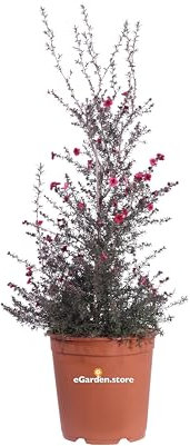 Pianta di Leptospermum Scoparium Pianta di Manuka pianta da esterno pianta ornamentale pianta in vaso di Leptospermum pianta vera di Manuka venduta da eGarden.store (Rosso v.24 cm)