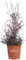 Pianta di Leptospermum Scoparium Pianta di Manuka pianta da esterno pianta ornamentale pianta in vaso di Leptospermum pianta vera di Manuka venduta da eGarden.store (Rosso v.24 cm)