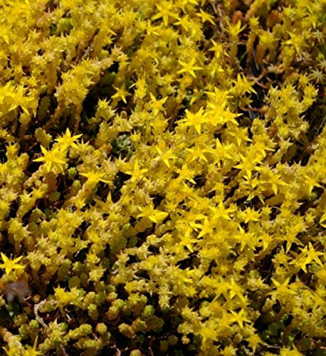 Scharfer Mauerpfeffer Yellow Queen - Gold-Mauerpfeffer - Sedum acre Verpackungseinheit 1