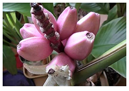 Stk - 10x Musa velutina Zwerkbanane Obst Pflanzen - Samen B1806 - Seeds & Plants Shop by Ipsa
