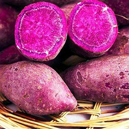 Benoon Semi Di Patate Dolci, 50 Pezzi/Borsa Semi Di Patate Dolci Forte Sopravvivenza Rinfrescante Patata Viola Facile Coltivazione Di Semi Di Ortaggi Per Giardino Semi di patata dolce viola