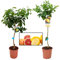 Pack Limonero - Naranjo - Pomelo - Mandarino Planta Natural - (Altura 110 Cm) Maceta 22 cm (Pack Limonero + Pomelo)