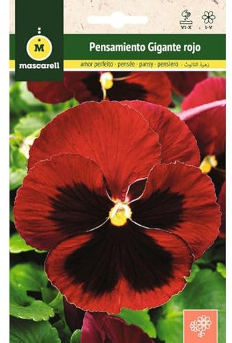 Mascarell Semillas, PENSAMIENTO GIGANTE ROJO CENTRO NEGRO, Semillas Flores Exterior para Decoración. 0,25 Gramos