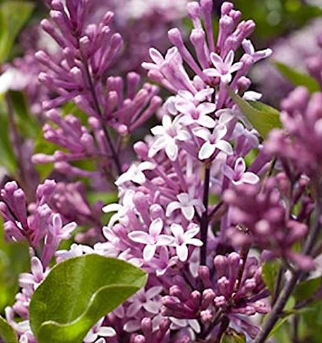 Hochstamm Zwergflieder Meyers Palibin 40-60cm - Syringa meyeri - Gartenpflanze