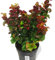 Leucothoe axillaris ‚CURLY RED’® Lavendelheide 17 cm Topf
