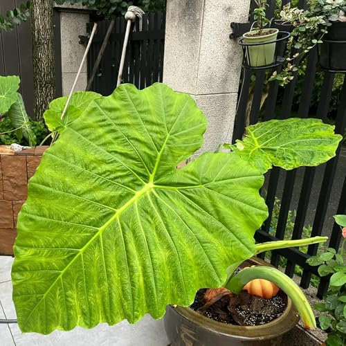 10 pz Semi resistenti della pianta dell'orecchio di elefante - Leucocasia gigantea - Piante perenni resistenti, piante esotiche resistenti (Colocasia gigantea) bonsai, piante in vaso