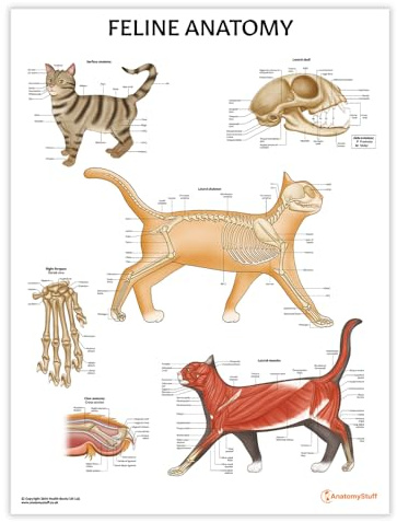 AnatomyStuff Katzen-Anatomie-Poster, 45 x 60 cm, Tierklinik, Skelett- und Muskelsystem, Tierarzt-Illustrationen