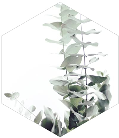 Bilderwelten Hexagon Tapete - Eukalyptus im Weißen Licht, 260cm x 225cm, Vlies Selbstklebend