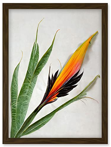 Wee Blue Coo Bird of Paradise Tropical Plant Flower and Leaves Illustration on White Artwork Framed Wall Art Print A4