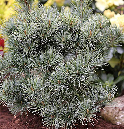 Japanische Zwergmädchenkiefer 20-25cm - Pinus parviflora - lebende Gartenpflanze aus den Baumschulen
