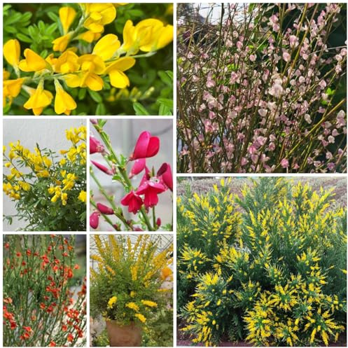 semi resistenti di ginestra - giardino, decorazione di arbusti di ginestra sempreverdi, resistenti, mini giardino esotiche 500pcs