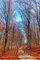 autumn: Journal / Kalender / Notizbuch in DIN A5 mit 120 Seiten - undatiert - individuell einsetzbar - Herbststimmung