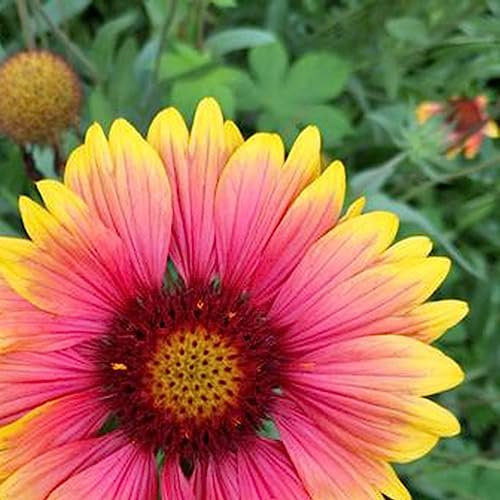 Generic Semillas de Gaillardia Pulchella, 100 piezas/bolsa Semillas de Gaillardia Pulchella Hermosas prolíficas llenas de vitalidad Plántulas saludables de Gaillardia Pulchella para balcón Gaill