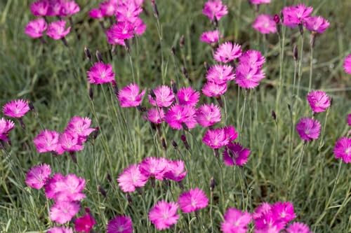 Dianthus gratianopolitanus 'Feuerhexe' 9x9 cm Topf – Winterhart, Mehrjährig, Pflegeleicht – Polster-Nelke – Bodendecker für Steingarten & Beet
