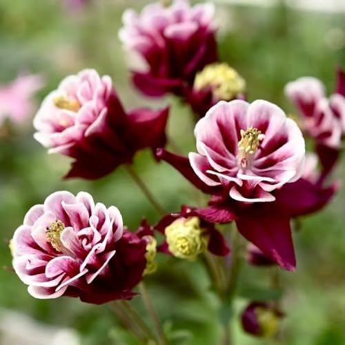 1000 pcs Akelei Samen Mehrjährig Winterhart FrüHlingsblumen Blumen Geschenk Aquilegia Columbine - Zimmerpflanze Saat Winterharte Stauden Hochbeet Balkon Blumensamen Bienenwiese Plants