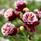 1000 pcs Akelei Samen Mehrjährig Winterhart FrüHlingsblumen Blumen Geschenk Aquilegia Columbine - Zimmerpflanze Saat Winterharte Stauden Hochbeet Balkon Blumensamen Bienenwiese Plants