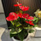 60 pcs Anthurium Pflanze Samen, pflanztöpfe luftreinigende zimmerpflanzen Anthurium Clarinervium, Famingoblume, zimmerpflanze wiesenblumen indoor kräutergarten bienen wiese zimmerpflanzen,