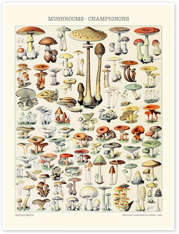 Pilze, 1923 Poster von Adolphe Millot 30 x 40 cm Beige Wandbilder Wanddeko