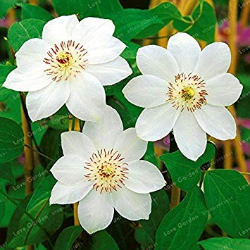 Potseed . 100 PCS Mehrfarbige Clematis Echt Seltener Clematis Pflanze Gartenpflanze Natur Wachstum Home Garten: 8