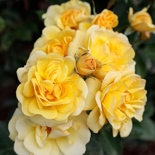 Rosa rampicante Meilland profumata pianta in vaso ø19 cm h. 80/100 cm colori casuali Vivaio di Castelletto