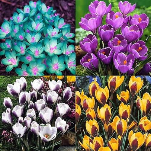 Krokus zwiebeln,Winterhart Mehrjährig,duftend,krautige Stauden,verschönern die Umwelt und haben einen hohen Zierwert,leichter Duft,für den Garten geeignet,krokusse 500 stück.-3zwiebeln