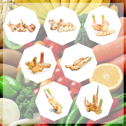 120 pcs galgantwurzel frisch samen - Alpinia officinarum - bio gemüsesamen, bonsai samen galgant samen pflanzen samen, biosaatgut pflanzensamen gemüse, seed alte gemüsesorten samen, kräutergarten