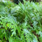 6 pcs rose von jericho kaufen zwiebeln, blumenzwiebeln frühblüher, echte pflanzen für drinnen Selaginella tamariscina, zimmerpflanzen, winterharte kübelpflanzen garten geschenke für