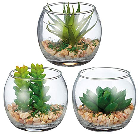 243003 Sukkulenten im Glas 3fach Sortiert, 7cm, Deko Kaktus Kakteen Geschenk, 1 Stück