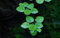 AquaOne Aquarium Pflanze In Vitro Limnobium laevigatum Wasserpflanze 1-2-Grow. Aquariumpflanze Becher Labor-Aquarienpflanzen Dekoration Aquascaping