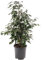 Plante d'intérieur grande et élégante, le Ficus pleureur Danielle est un véritable arbre d'intérieur, toujours vert et de grande taille.
