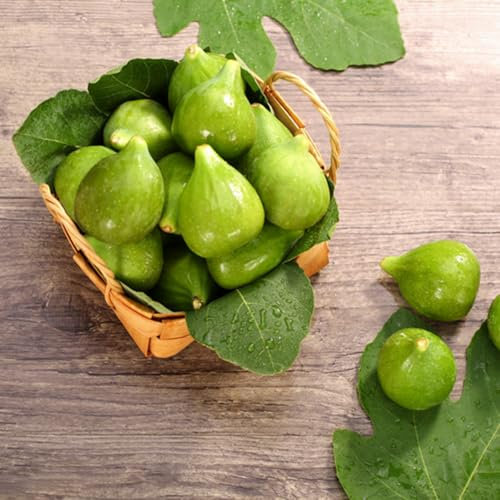 20 pcs feigenbaum samen obstbäume，obst samen hochstamm winterhart，blumen garten bäume garten winterhart winterharte pflanzen für garten pflanzen winterhart draußen pflanzen für draußen，bäumchen