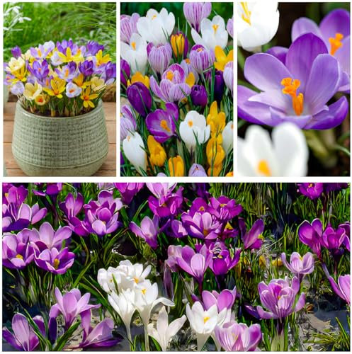 Krokusse Zwiebeln Frühlingstraum Mischung - 50 Exklusive Blumenzwiebeln - Echte Winterharte und mehrjährig Crocus Knollen - Mix von 5 Krokus Zwiebeln (kein samen) aus Holland - für Garten und Töpfe
