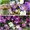 Krokusse Zwiebeln Frühlingstraum Mischung - 50 Exklusive Blumenzwiebeln - Echte Winterharte und mehrjährig Crocus Knollen - Mix von 5 Krokus Zwiebeln (kein samen) aus Holland - für Garten und Töpfe