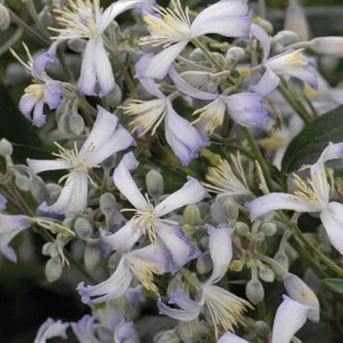 Clematis Praecox 2L - Gesunde und widerstandsfähige Sorte