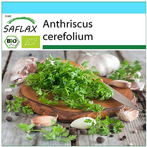 SAFLAX - Ecológico - Perifollo - 800 semillas - Anthriscus cerefolium