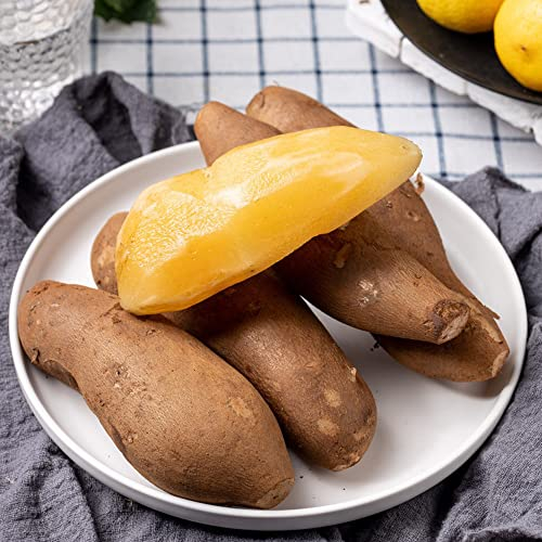 yacon samen kaufen - Seltene Pflanzen serie - kräuter hochbeet gartenpflanzen kräuterpflanzen gemüsepflanzen obstsamen obst balkon beet bio geschenke bohnenkraut samen spezielle 150 Stück