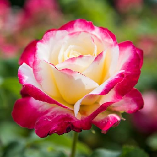 YouGarden Harkness Roses Thomas's Rose, Hybrid Tea, 4 Litre Pot, Fragrant Two Tone Blooms, Patio Ready