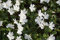 1 x Vinca minor 'Alba' (Staude/Winterhart/Bodendecker/Immergrün/Mehrjährig/Trittfest) Weißes Kleines/Kleinblättriges Immergrün - tolle Blütenpracht - sehr pflegeleicht - von Stauden Gänge