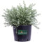 Pianta di Westringia Fruticosa Pianta di Falso Rosmarino pianta da esterno pianta da giardino cespuglio di Westringia pianta ornamentale pianta vera venduta da eGarden.store (Bianco - Vaso 24 cm)