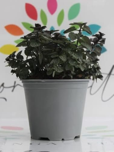 Generico Menta 6 Piante di Menta Glaciale su Vaso cm 14