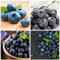 300 pcs Heidelbeeren Samen (Vaccinium corymbosum) Obstbaum, Balkon Blaubeeren Pflanzen Exotische Früchte, Hochbeet Balkon Obst Samen, Bonsai Spalierobst, Hochbeete Für Garten Bonsaibaum