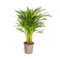 Dypsis Areca Lutescens - Goldfruchtpalme - Zimmerpflanze - Ø19cm - 80-100cm