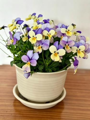 Viola cornuta (viola cornuta), piantato professionalmente, abbellimento del giardino, 15000 pezzi-Q