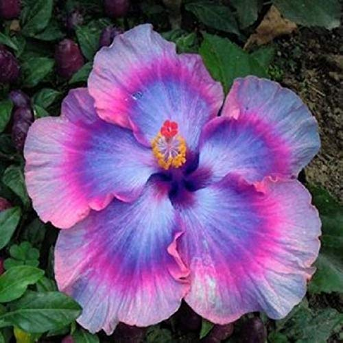 Pinkdose Neue Ankunft 100 Partikel/Bag Riesen Hibiskus Seltene Outdoor Bonsai Baum Diy Hausgarten Topf Oder Garten Blumen Pflanzen: 2