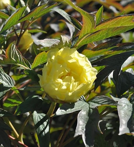 Strauchpfingstrose Gelb - Paeonia suffruticosa - lebende Gartenpflanze aus den Baumschulen
