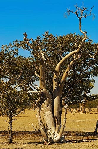 Moringa oleifera, seltener blühender exotischer Pflanzensamen 5 Samen des Trommelstockbaumbonsais